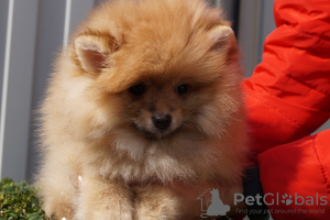 Photo №4. I will sell pomeranian in the city of Москва. breeder - price - 391$