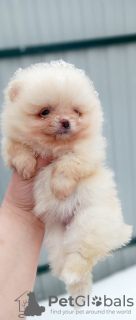 Photo №1. pomeranian - for sale in the city of St. Petersburg | negotiated | Announcement № 42493