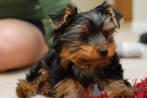 Photo №1. yorkshire terrier - for sale in the city of Rüdersdorf | negotiated | Announcement № 97601