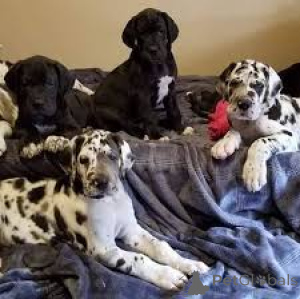 Photo №1. great dane - for sale in the city of City of London | 723$ | Announcement № 165568