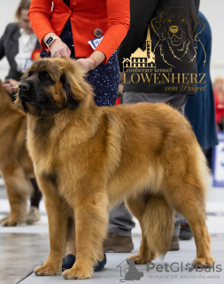 Photo №4. I will sell leonberger in the city of St. Petersburg. from nursery - price - 1302$