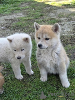 Photo №1. akita - for sale in the city of Obrenovac | 258$ | Announcement № 157402