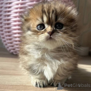 Photo №1. munchkin - for sale in the city of Aurich | 361$ | Announcement № 177741