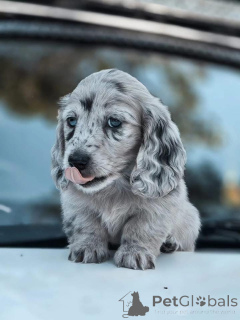 Photo №3. Beautiful male and female puppies for adoption. Belgium