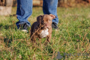 Photo №1. american bully - for sale in the city of Krnjevo | negotiated | Announcement № 93111