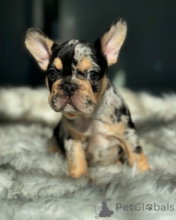 Photo №1. french bulldog - for sale in the city of Munich | 753$ | Announcement № 150631