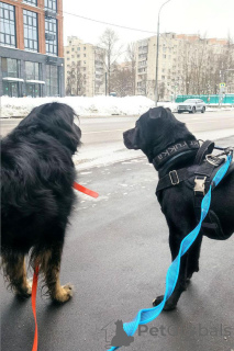 Photo №4. I will sell non-pedigree dogs in the city of Moscow river. private announcement - price - Is free