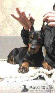 Additional photos: Doberman puppies