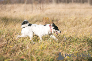 Photo №3. Mikas the dog is a curious nose looking for a home!. Russian Federation