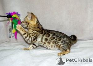 Photo №1. bengal cat - for sale in the city of Amberg | 329$ | Announcement № 147320