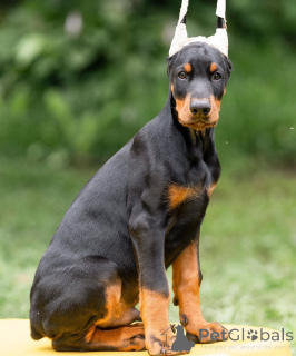Photo №1. dobermann - for sale in the city of Salzburg | 847$ | Announcement № 149008