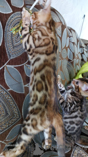 Additional photos: Bengal kittens