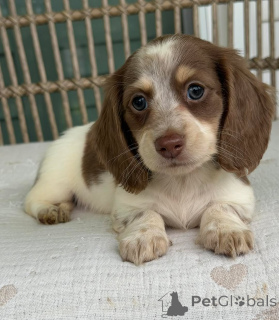 Photo №3. Rare Color Dachshund Puppies Limited Availability. Czech Republic