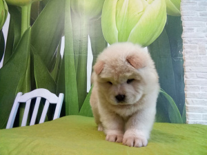 Photo №3. chow chow. Belarus