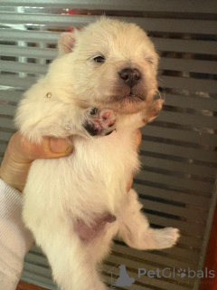 Photo №2 to announcement № 160640 for the sale of pomeranian - buy in Finland private announcement