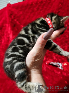 Photo №3. Bengal kitten. Russian Federation