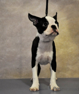 Additional photos: Boston terrier puppies for sale