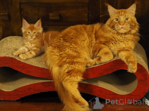 Photo №3. Cute Main Coon kittens available now. Netherlands
