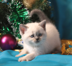 Photo №2 to announcement № 4771 for the sale of british shorthair - buy in Russian Federation from nursery