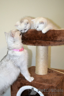 Photo №4. I will sell british shorthair in the city of Berlin. private announcement, breeder - price - 370$