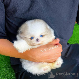 Photo №3. Toilet trained pomeranian. Portugal