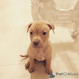 Photo №1. american pit bull terrier - for sale in the city of Berlin | Is free | Announcement № 126990