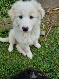 Photo №2 to announcement № 152382 for the sale of non-pedigree dogs - buy in Germany breeder