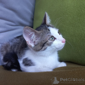 Additional photos: A charming tabby kitten boy is looking for a home and a loving family!