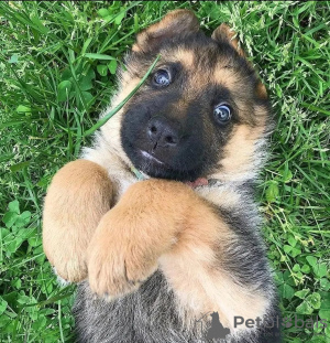 Photo №2 to announcement № 123870 for the sale of german shepherd - buy in Germany 