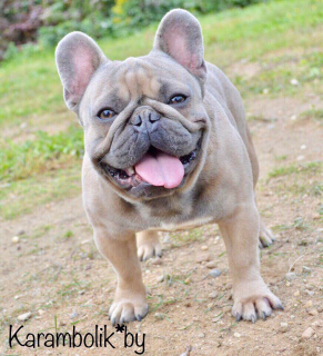 Photo №1. Mating service - breed: french bulldog. Price - negotiated