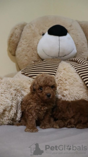 Photo №3. Mini poodle. Serbia