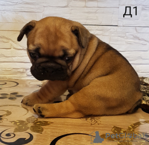 Photo №2 to announcement № 41670 for the sale of french bulldog - buy in Belarus private announcement