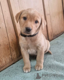 Photo №3. Labrador Retriever-pups. Netherlands