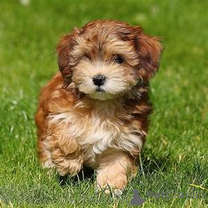 Photo №1. havanese dog - for sale in the city of Falun | 774$ | Announcement № 168381