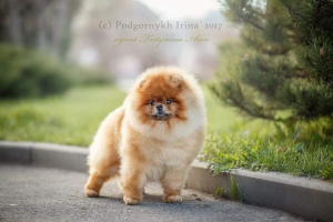 Photo №1. pomeranian - for sale in the city of Yaroslavl | Negotiated | Announcement № 5237