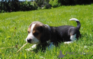 Photo №2 to announcement № 30082 for the sale of beagle - buy in United Kingdom private announcement
