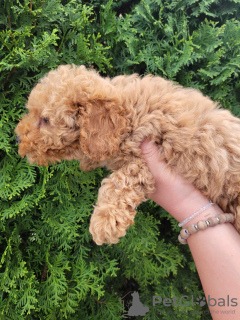 Additional photos: Toy poodle puppies