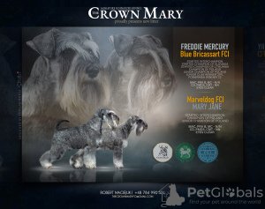 Photo №1. schnauzer - for sale in the city of Świekatowo | 1479$ | Announcement № 65668