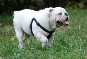 Photo №2 to announcement № 1788 for the sale of english bulldog - buy in Russian Federation breeder