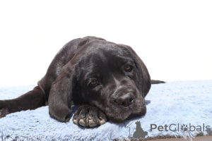 Photo №2 to announcement № 140504 for the sale of cane corso - buy in Romania breeder