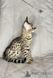 Photo №2 to announcement № 26067 for the sale of savannah cat - buy in Russian Federation from nursery
