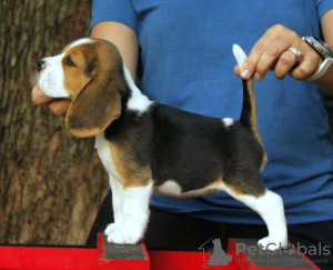 Photo №1. beagle - for sale in the city of Bonn | 397$ | Announcement № 127635