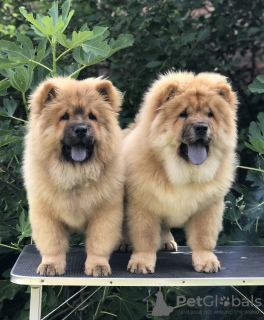 Photo №1. chow chow - for sale in the city of Belgrade | negotiated | Announcement № 117441