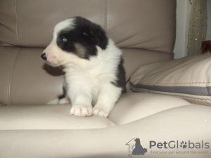 Photo №2 to announcement № 123647 for the sale of non-pedigree dogs - buy in Germany 