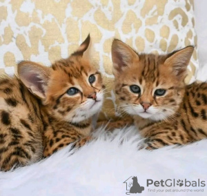 Photo №1. savannah cat - for sale in the city of Helsinki | negotiated | Announcement № 117925