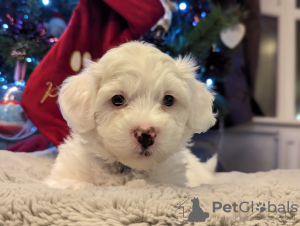 Photo №2 to announcement № 83633 for the sale of maltese dog - buy in United States private announcement