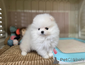 Photo №3. Beautiful Pomeranian puppies babies for sale.. Germany