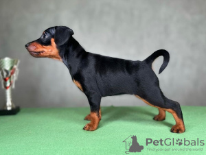 Photo №4. I will sell miniature pinscher in the city of Rüdersdorf. breeder - price - negotiated