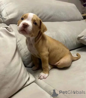 Photo №2 to announcement № 166104 for the sale of american pit bull terrier - buy in Germany 