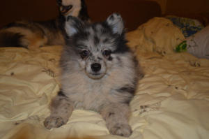 Photo №2 to announcement № 6212 for the sale of german spitz - buy in Russian Federation from nursery
